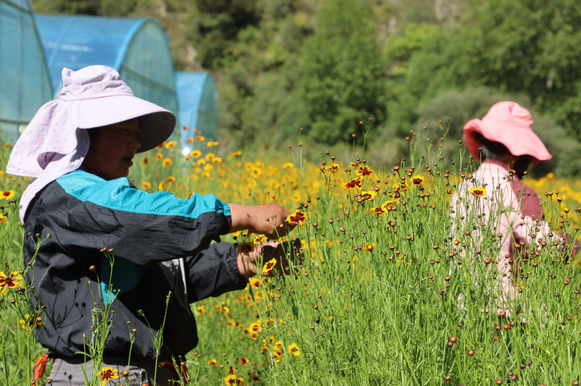 支持?jǐn)U大雪菊種植300畝、藜麥200畝，助力當(dāng)?shù)厝罕娫鍪? class=